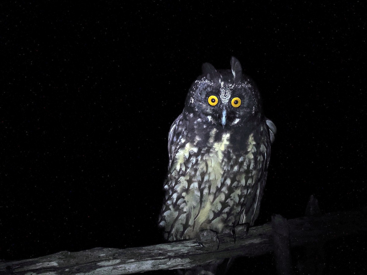 Stygian Owl - ML631067619