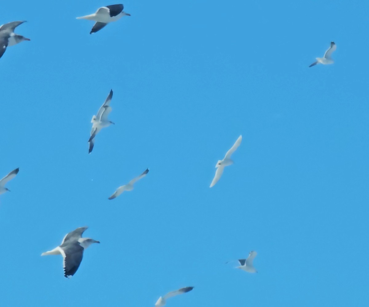 Iceland Gull (kumlieni) - ML631067874