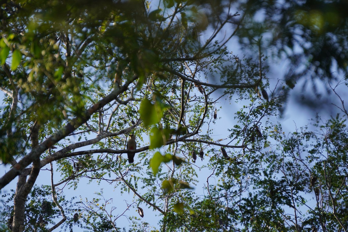 Yucatan Woodpecker - ML631067938