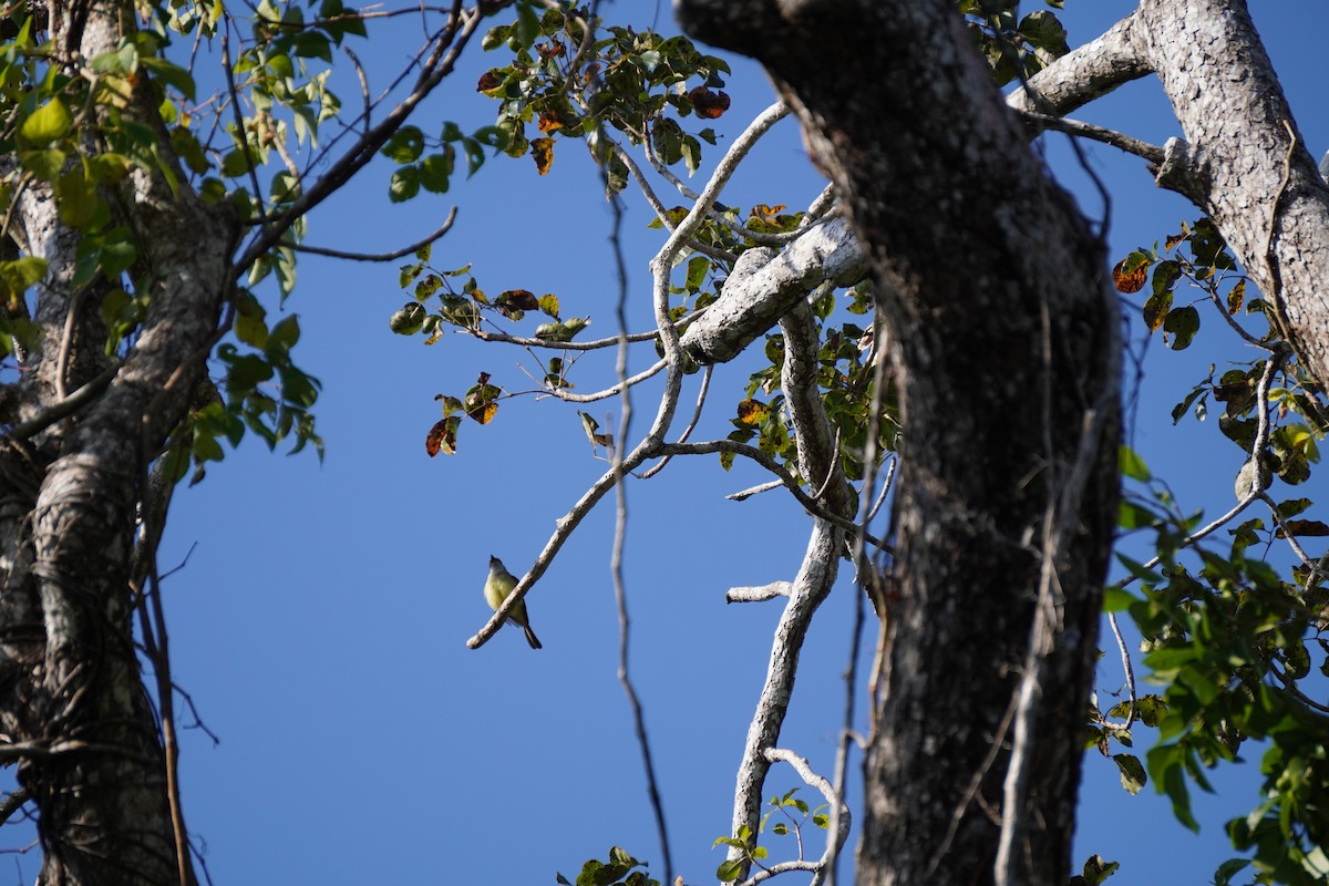 Yucatan Flycatcher - ML631067974