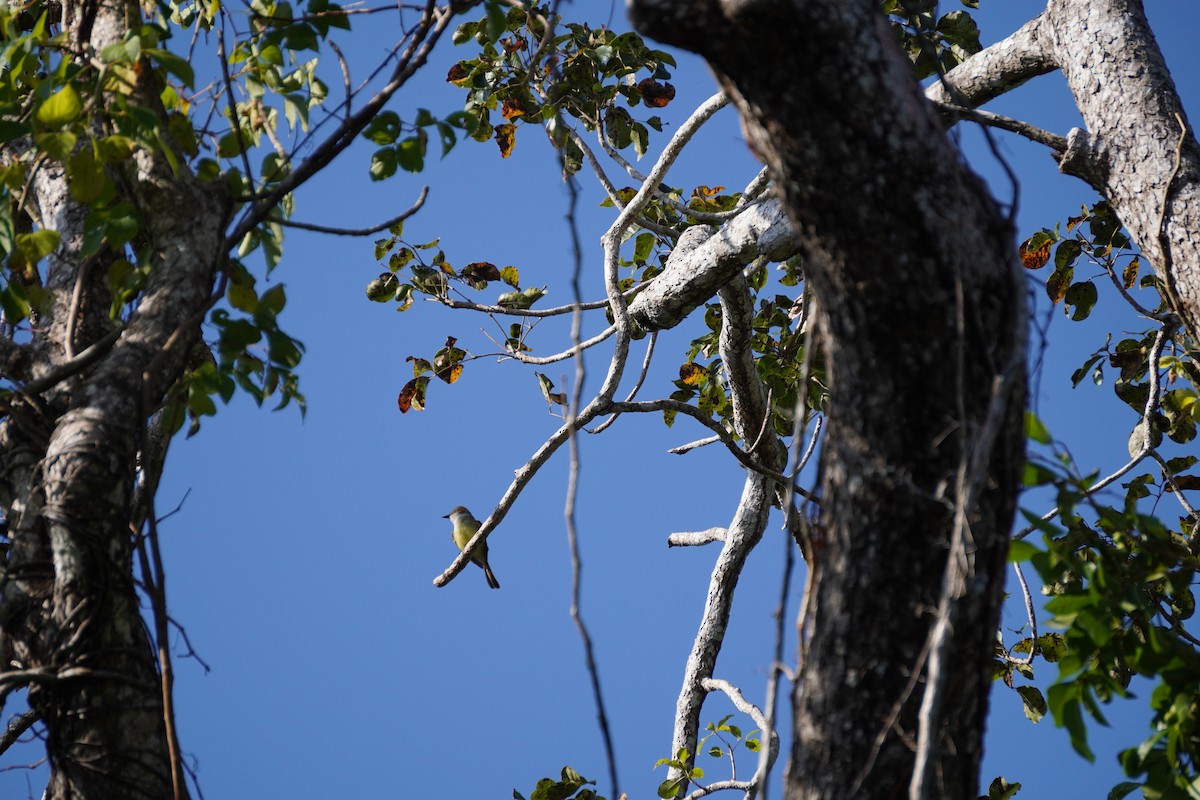 Yucatan Flycatcher - ML631067975