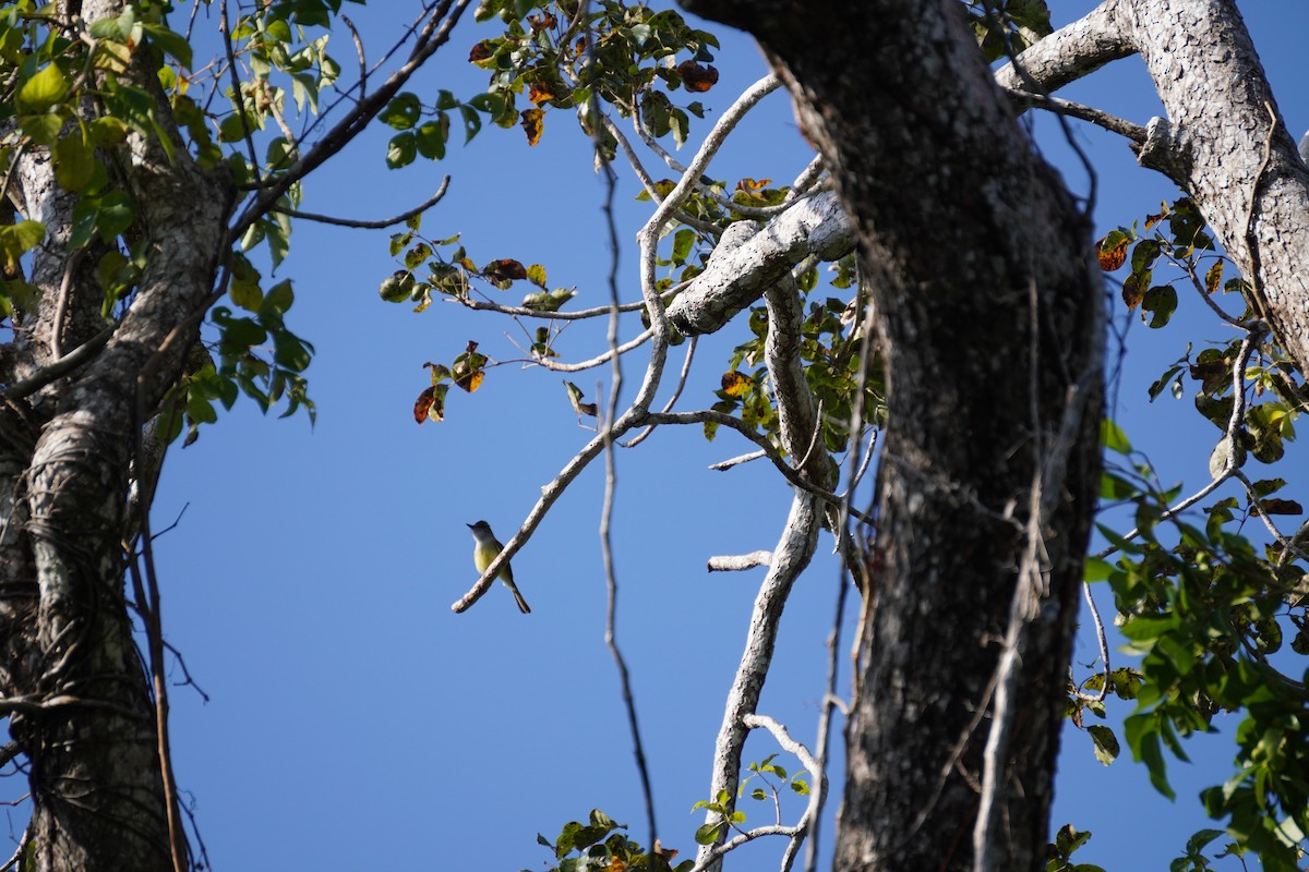 Yucatan Flycatcher - ML631067976