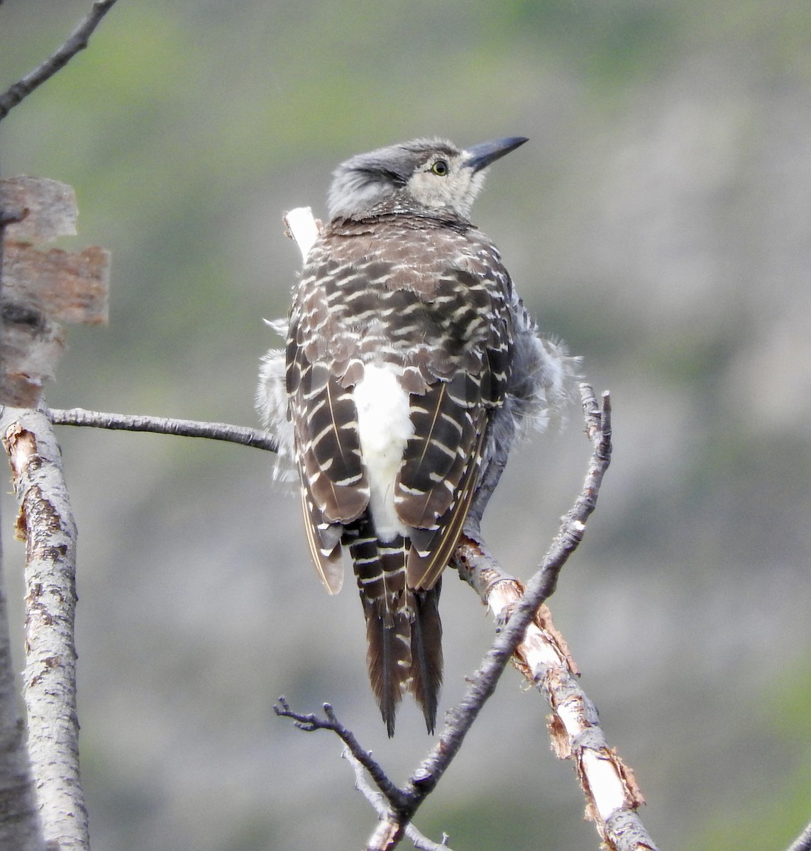Chilean Flicker - ML631068000
