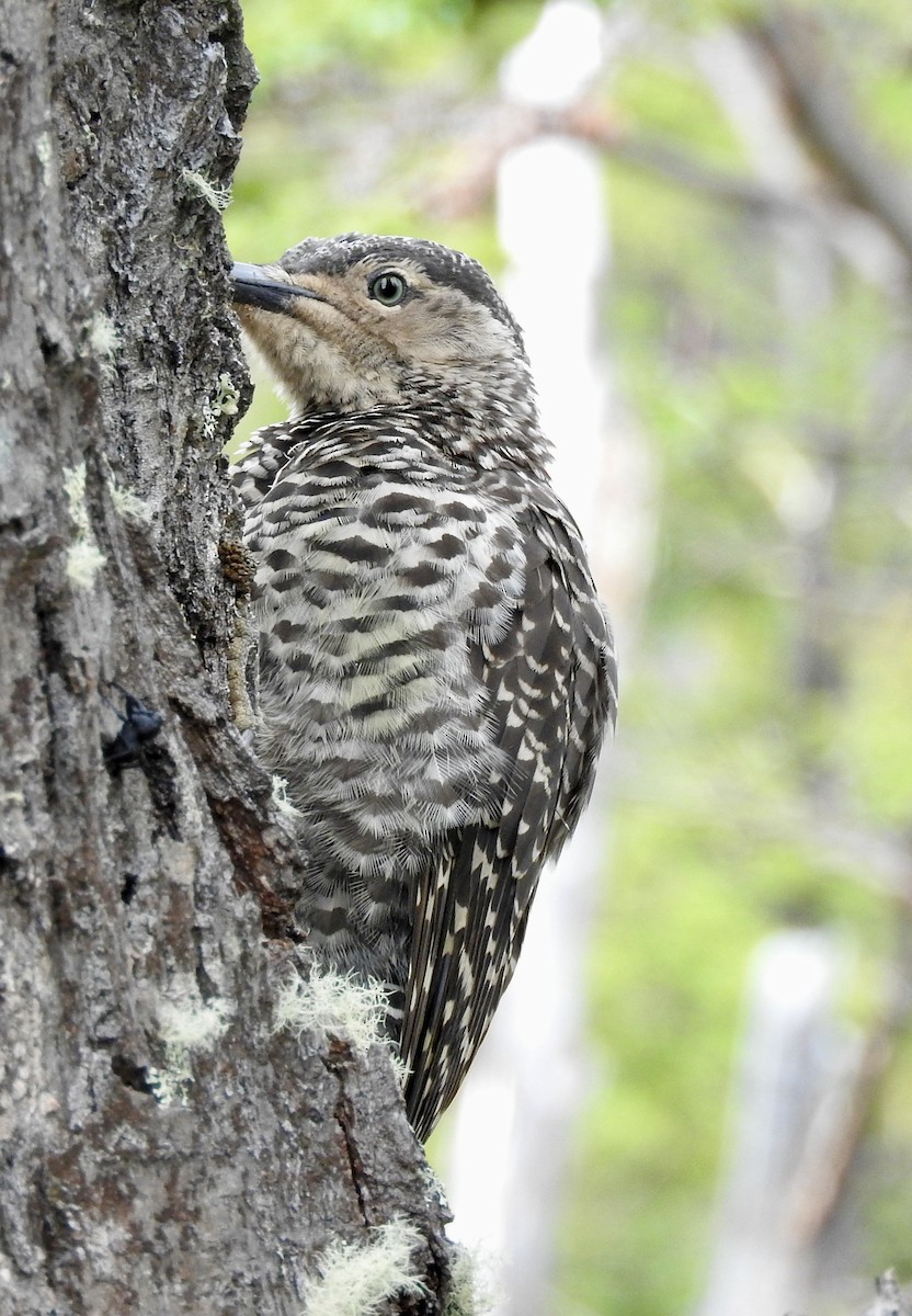 Chilean Flicker - ML631068001