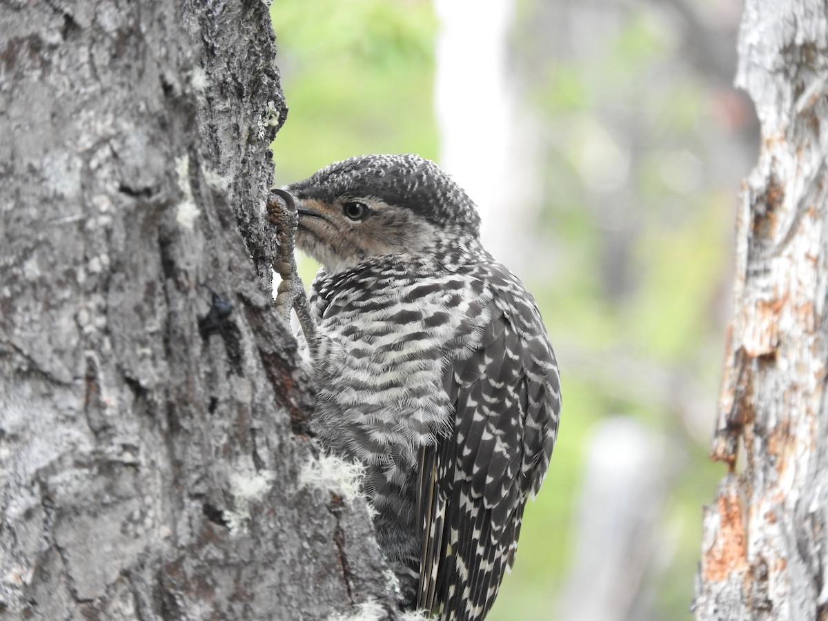 Chilean Flicker - ML631068002