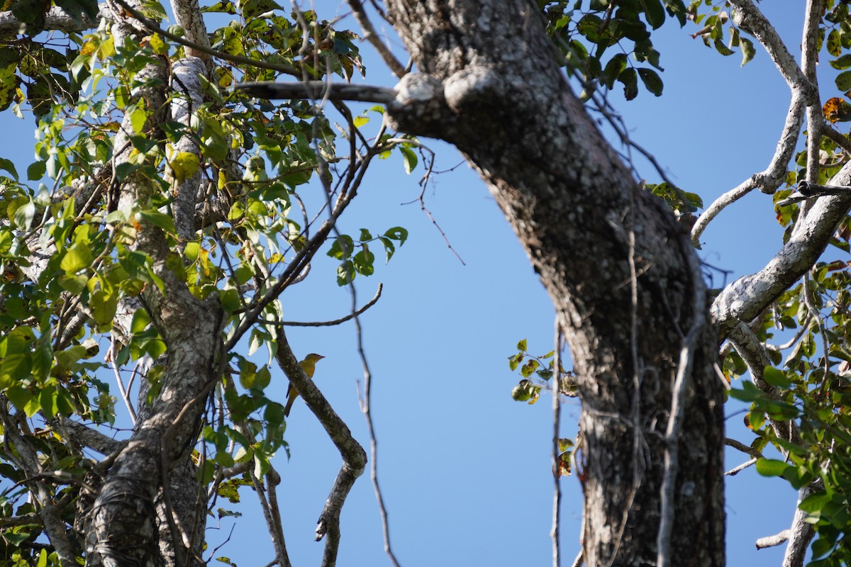 Summer Tanager - ML631068011