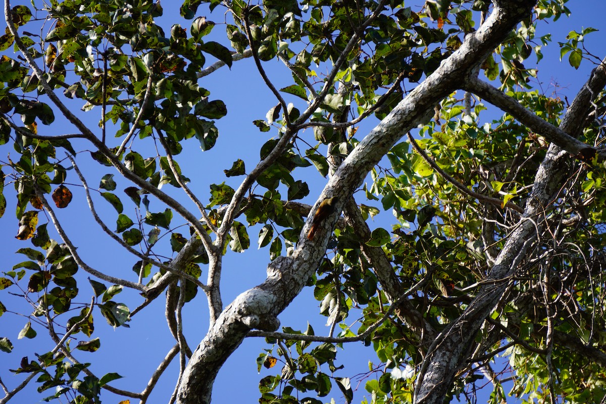 Olivaceous Woodcreeper - ML631068058