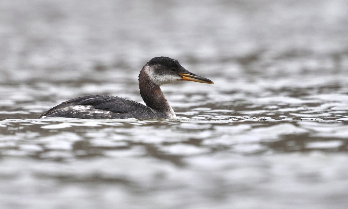 Red-necked Grebe - Dan Mendenhall