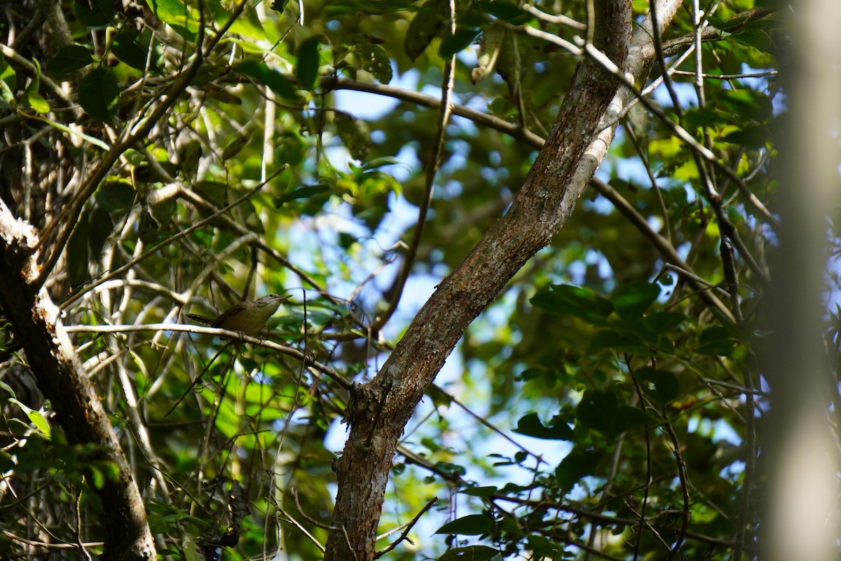Carolina Wren - ML631068126