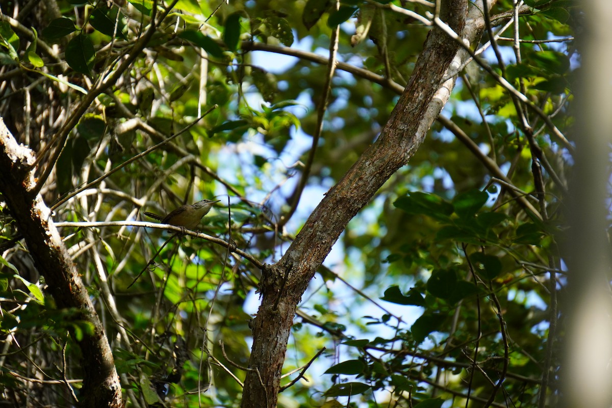 Carolina Wren - ML631068127