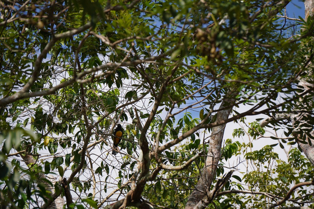 Black-headed Trogon - ML631068163
