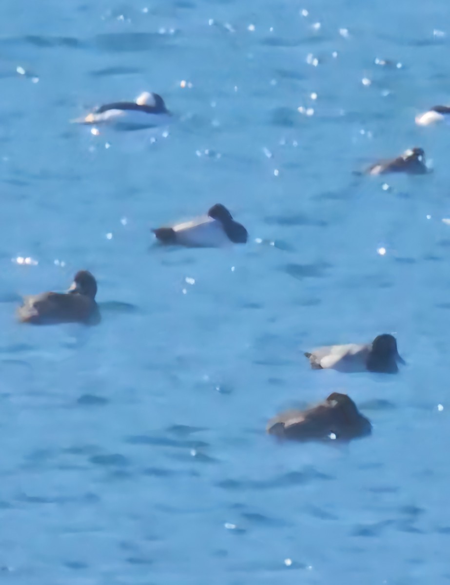 White-winged Scoter - ML631068292