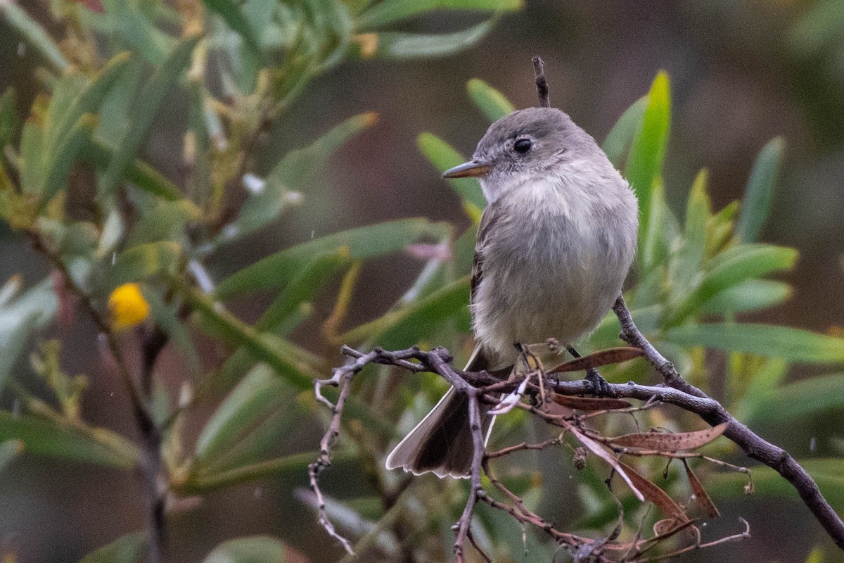 Gray Flycatcher - ML631068314