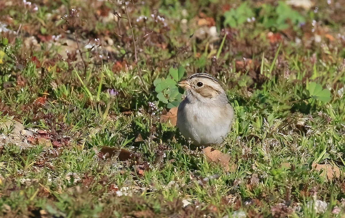 Clay-colored Sparrow - ML631068326