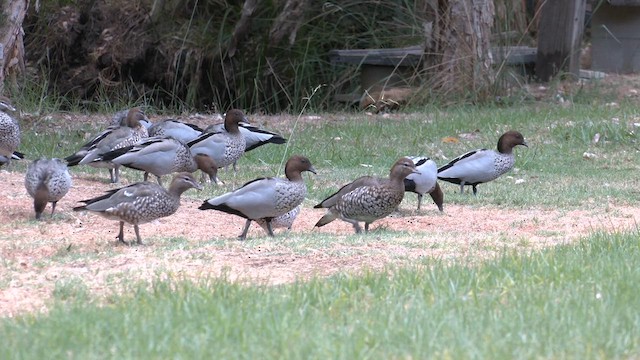 Maned Duck - ML631068733