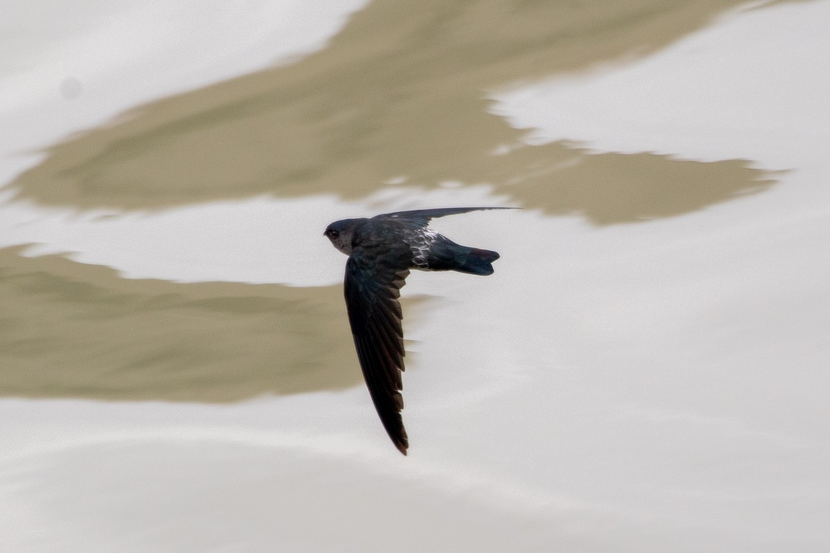 Gray-rumped Swiftlet - Collocalia marginata - Media Search - Macaulay ...