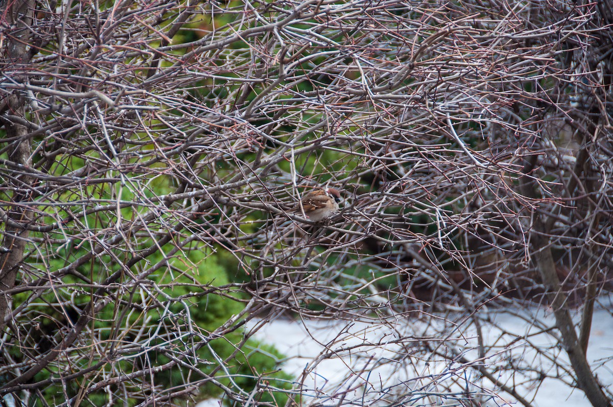 Хээрийн бор шувуу - ML631068846