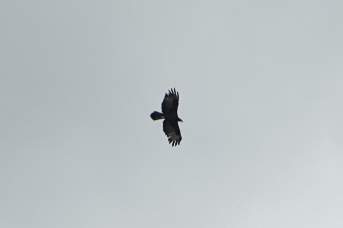 Gurney's Eagle - ML631068951