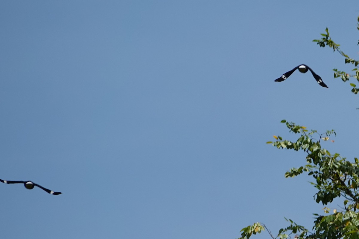 Yellow-faced Myna - ML631068961