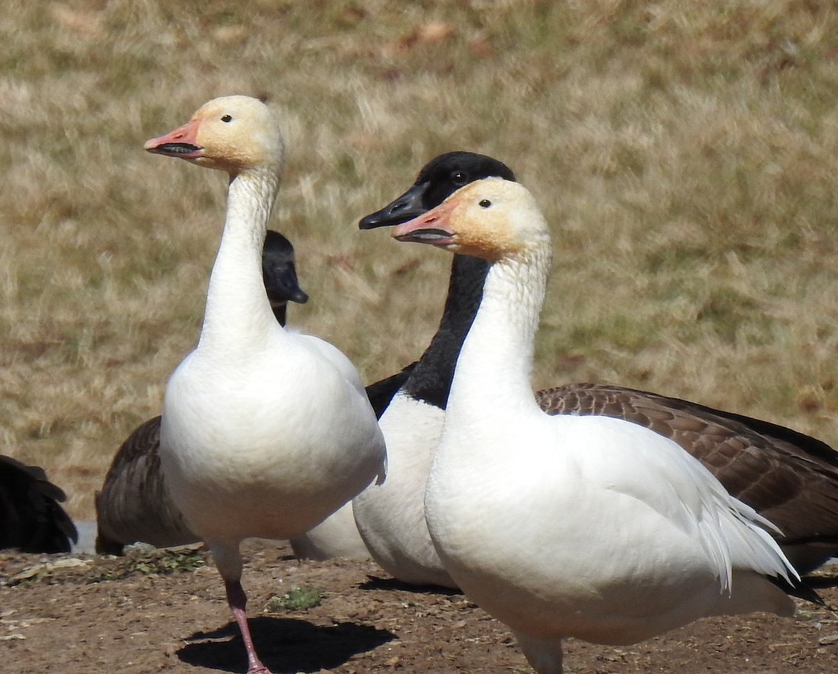 Snow Goose - ML631069074