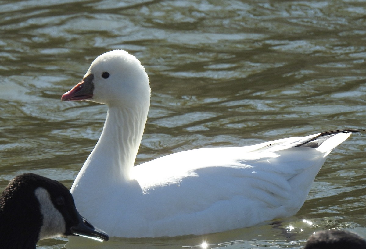 Ross's Goose - ML631069100