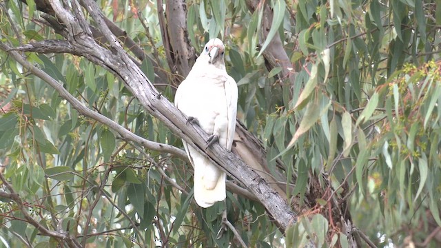 Western Corella - ML631069127