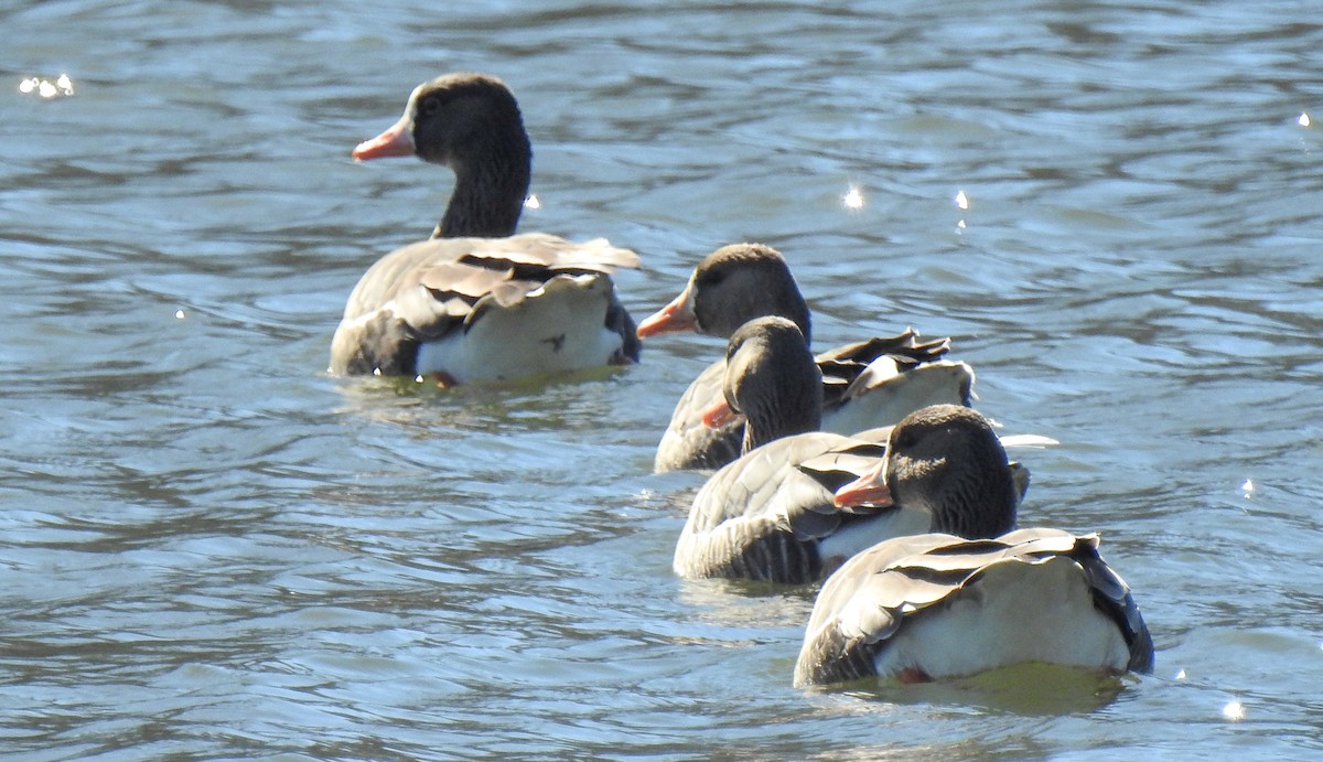 Greater White-fronted Goose - ML631069134