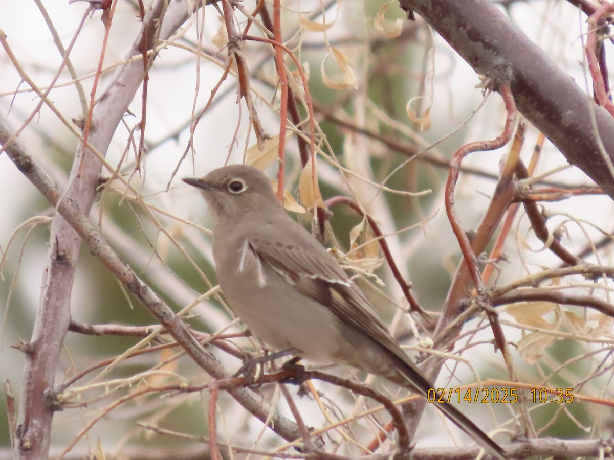 ハエトリツグミ - ML631069200