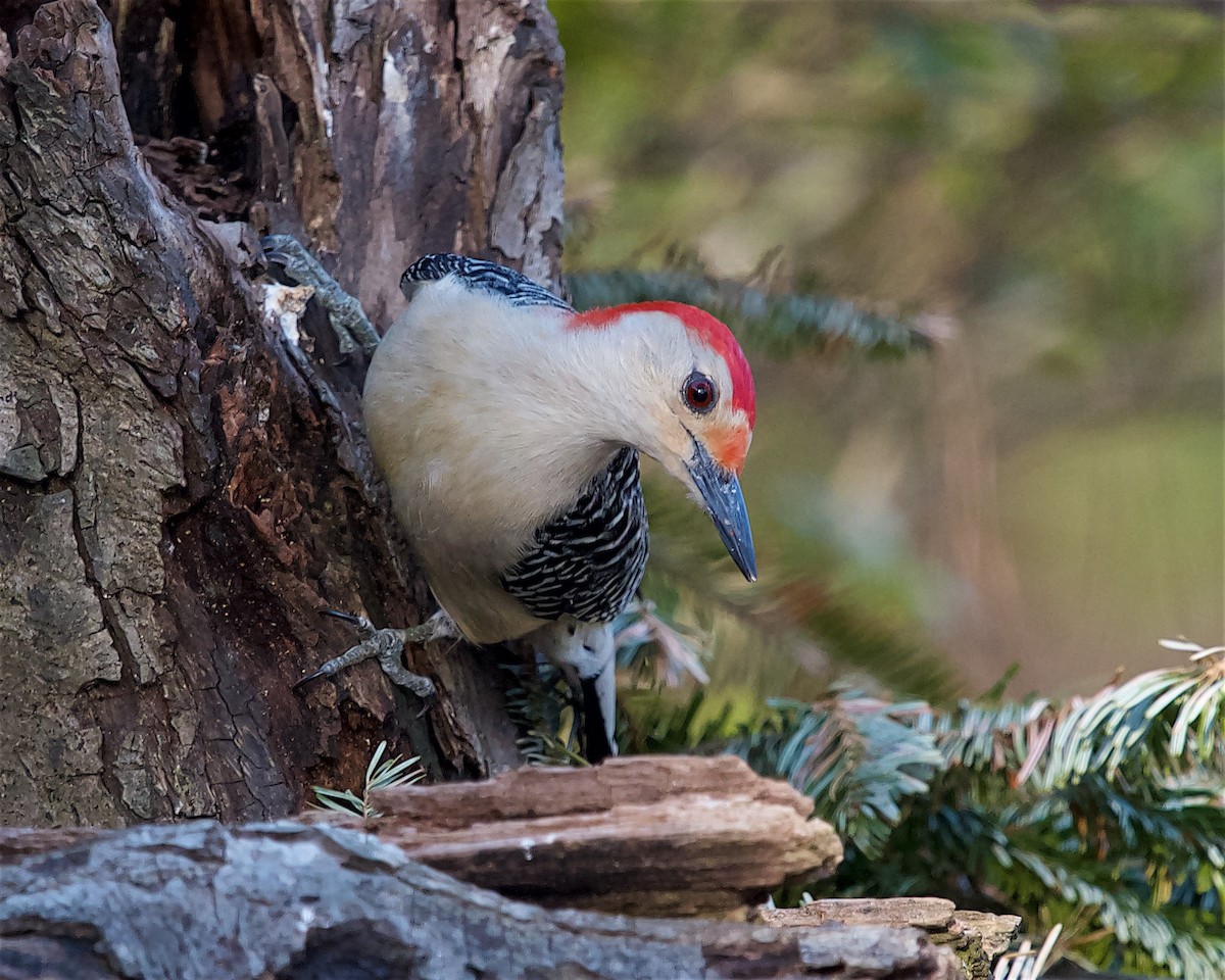 datel karolínský - ML631069303