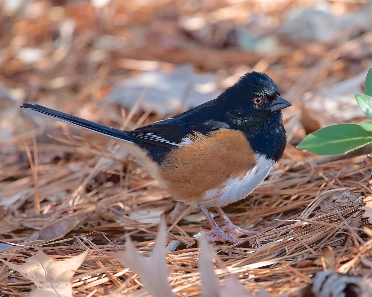 pipilo rudooký - ML631069322