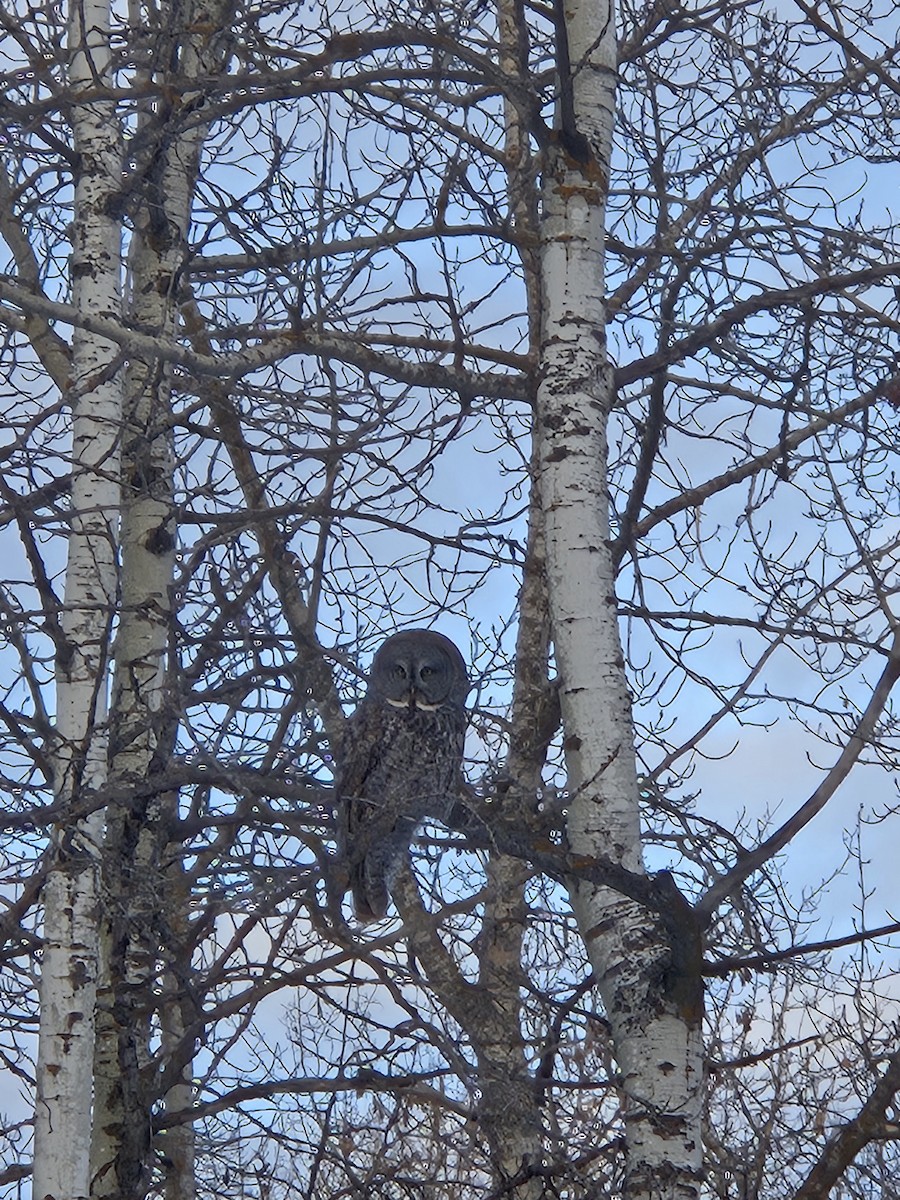 Great Gray Owl - ML631069335