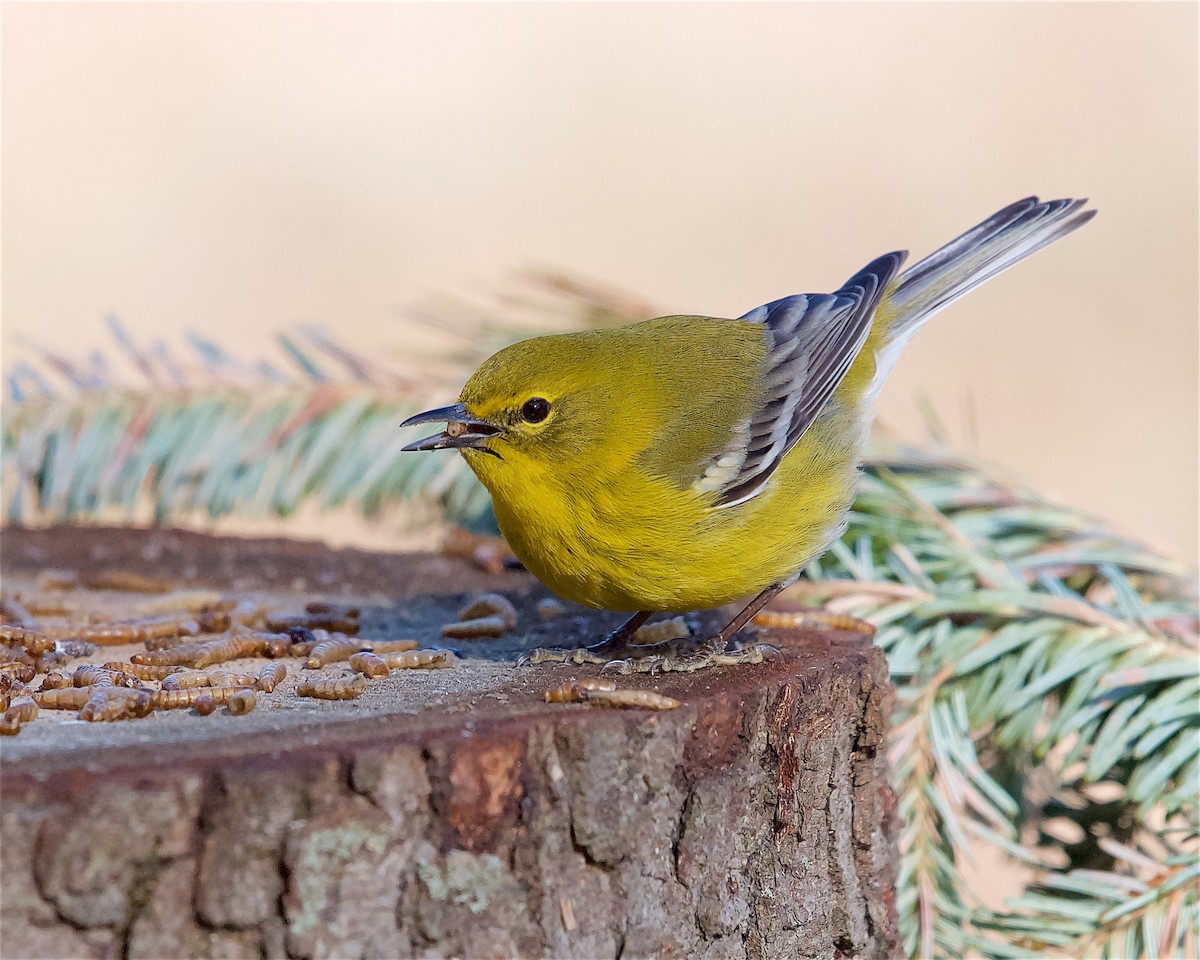 lesňáček borovicový - ML631069342