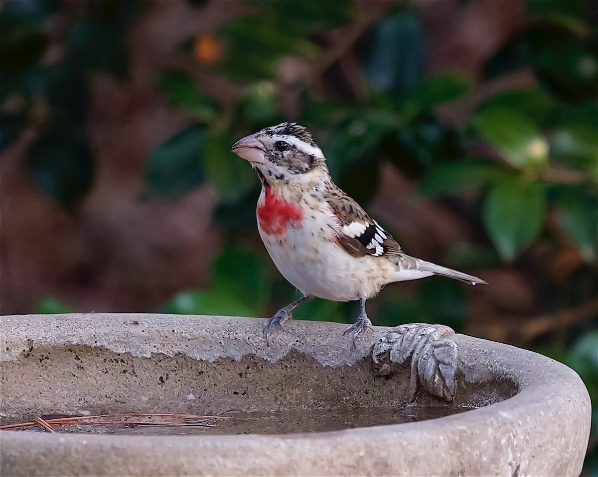 dlaskovec růžovoprsý - ML631069349