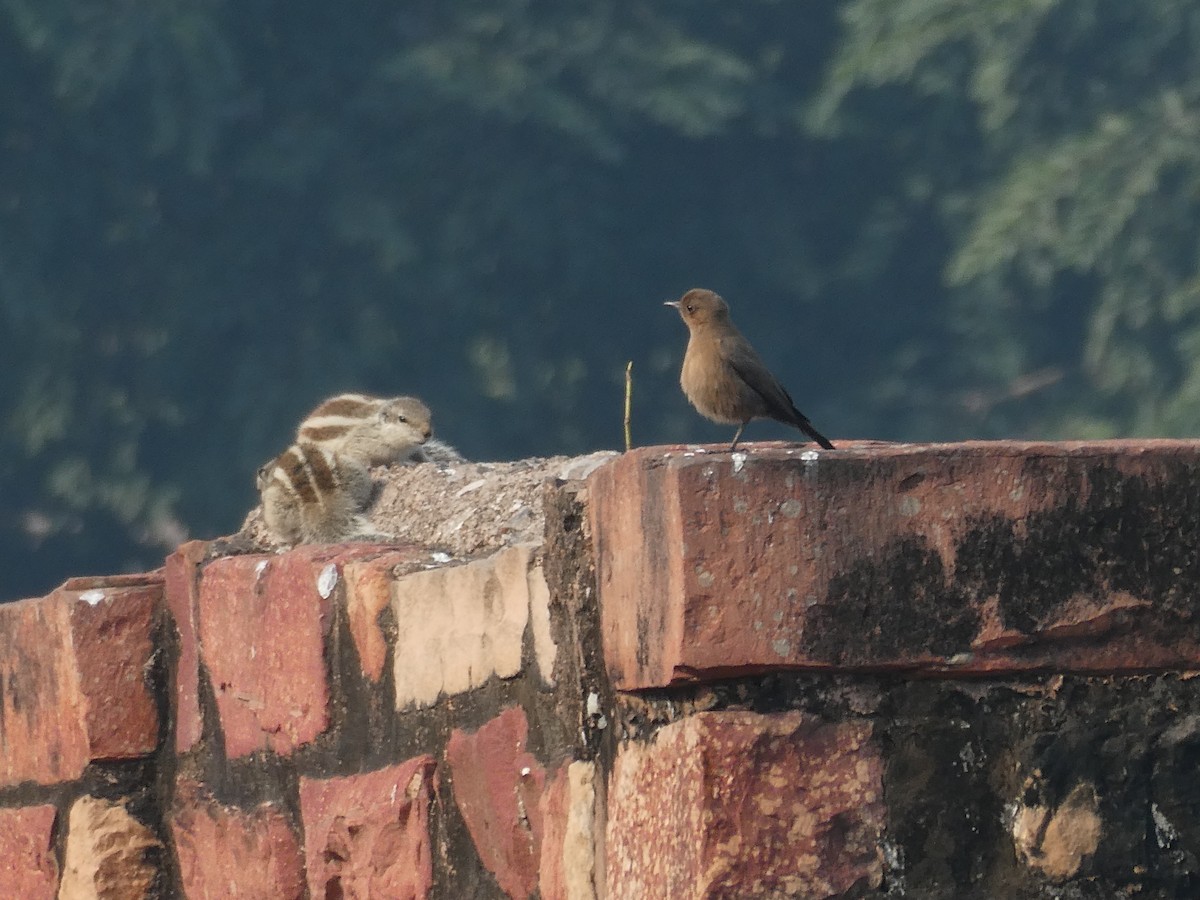 Brown Rock Chat - ML631069502