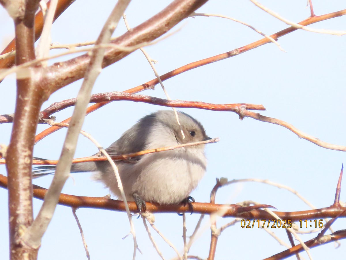 ヤブガラ - ML631069669