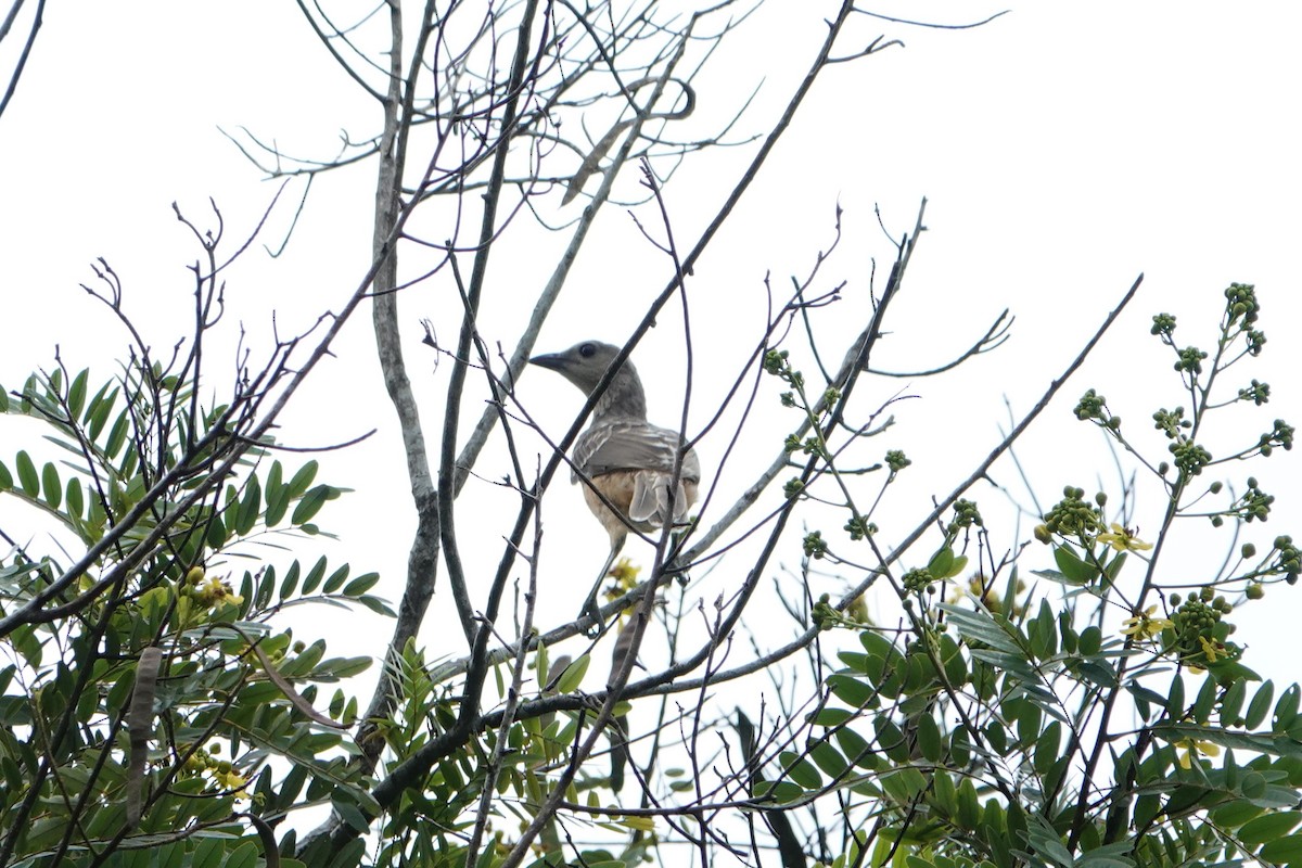 Fawn-breasted Bowerbird - ML631069739