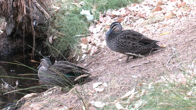 Canard à sourcils - ML631069740