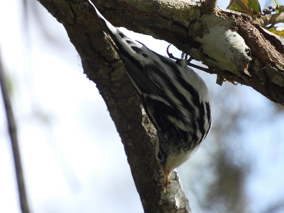 Black-and-white Warbler - ML631069757