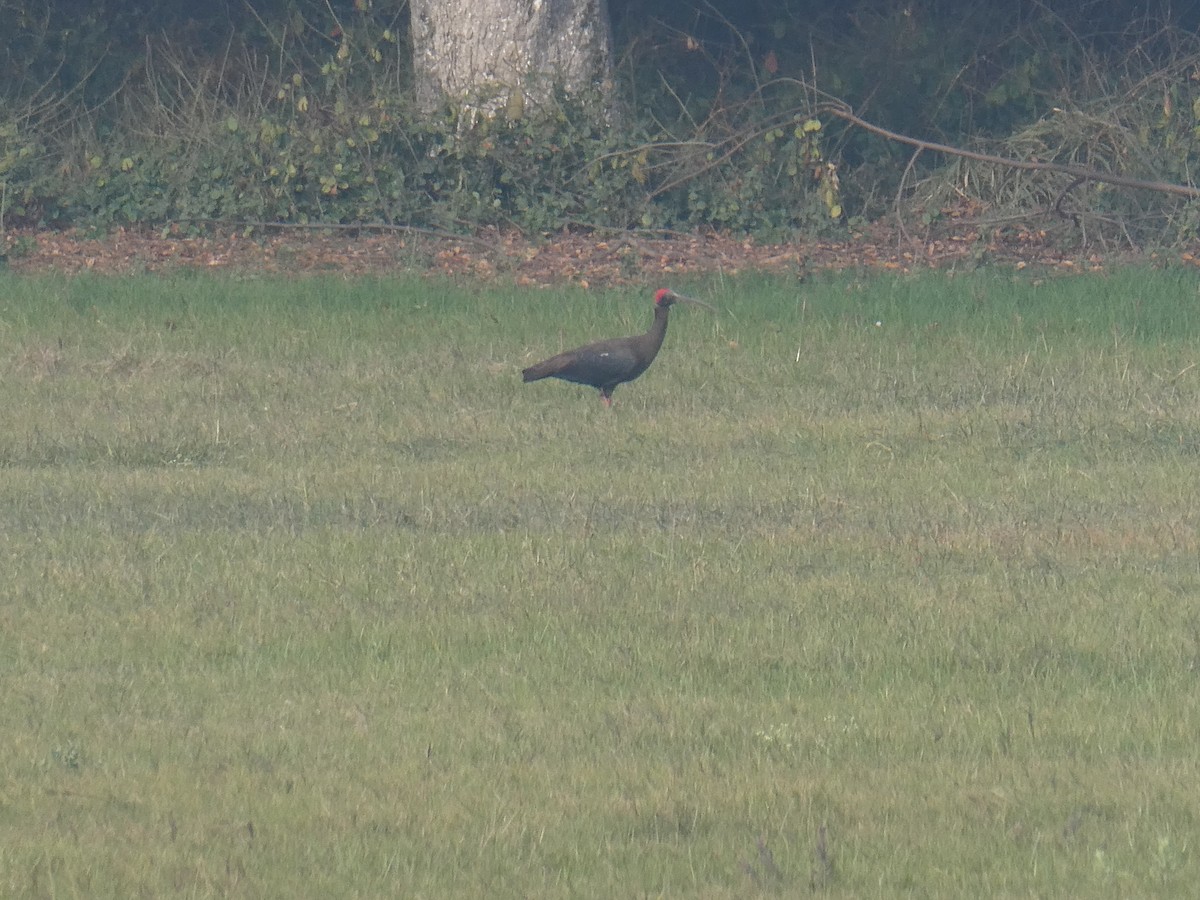 Red-naped Ibis - ML631069791