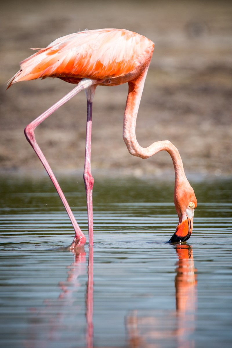 Amerika Flamingosu - ML63106981