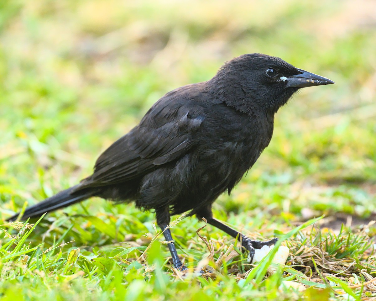 Austral Blackbird - ML631070098