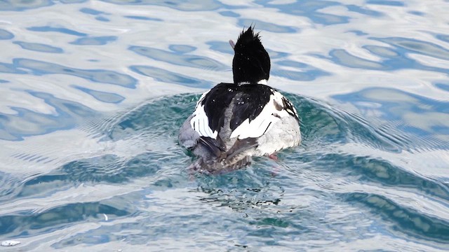 siland - ML631070326