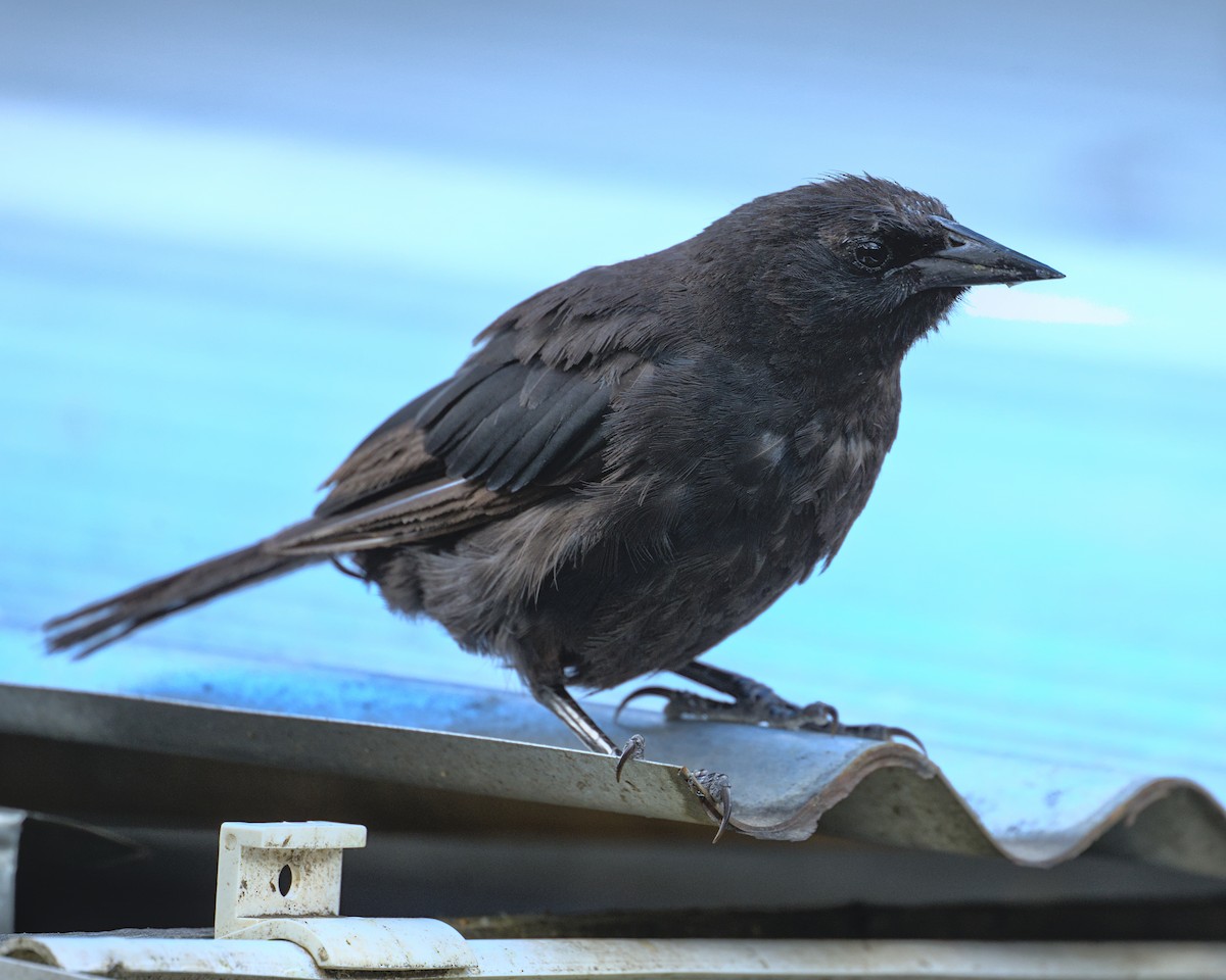 Austral Blackbird - ML631070463
