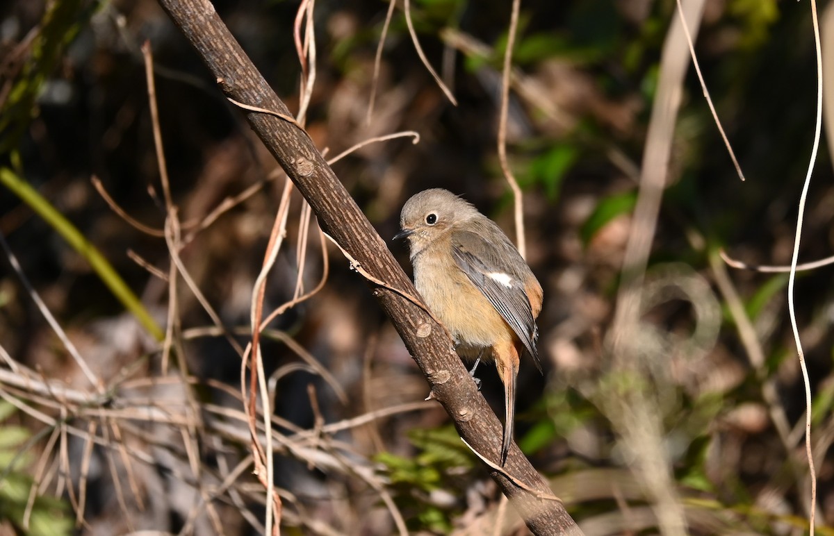 Daurian Redstart - ML631070598