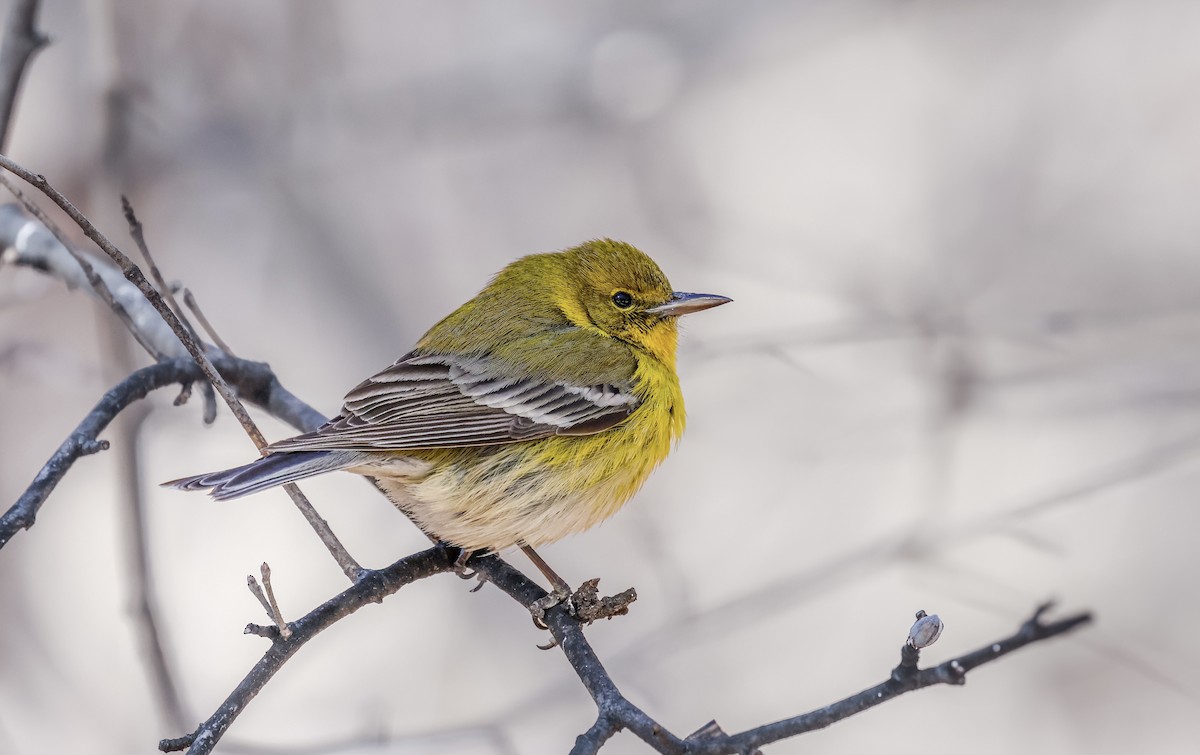 lesňáček borovicový - ML631070651