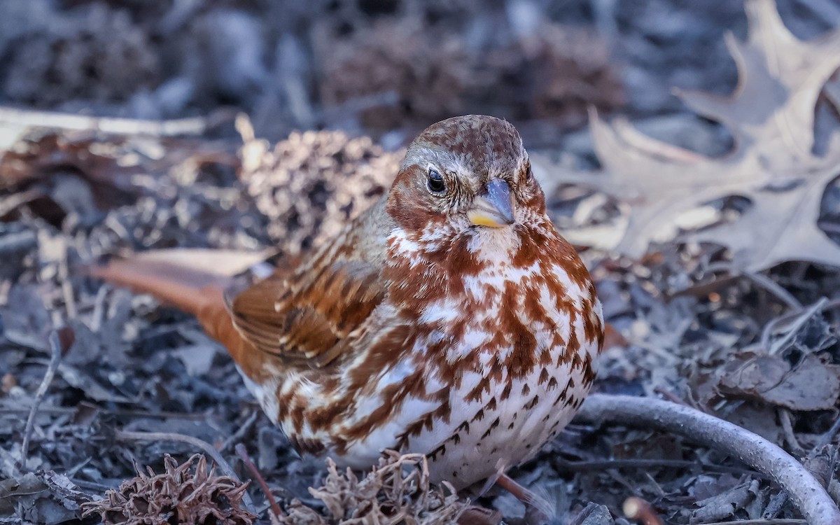 strnadec kaštanový - ML631070697