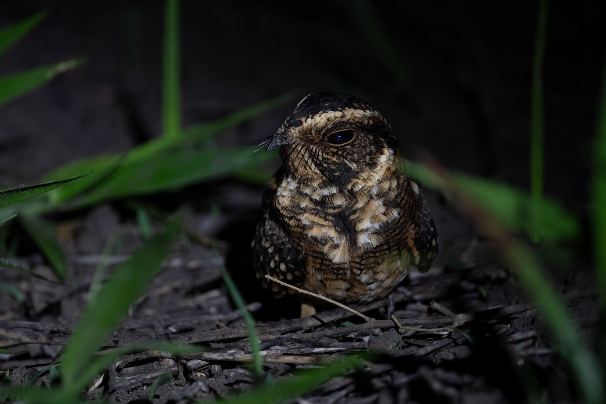 Spot-tailed Nightjar - ML631070798