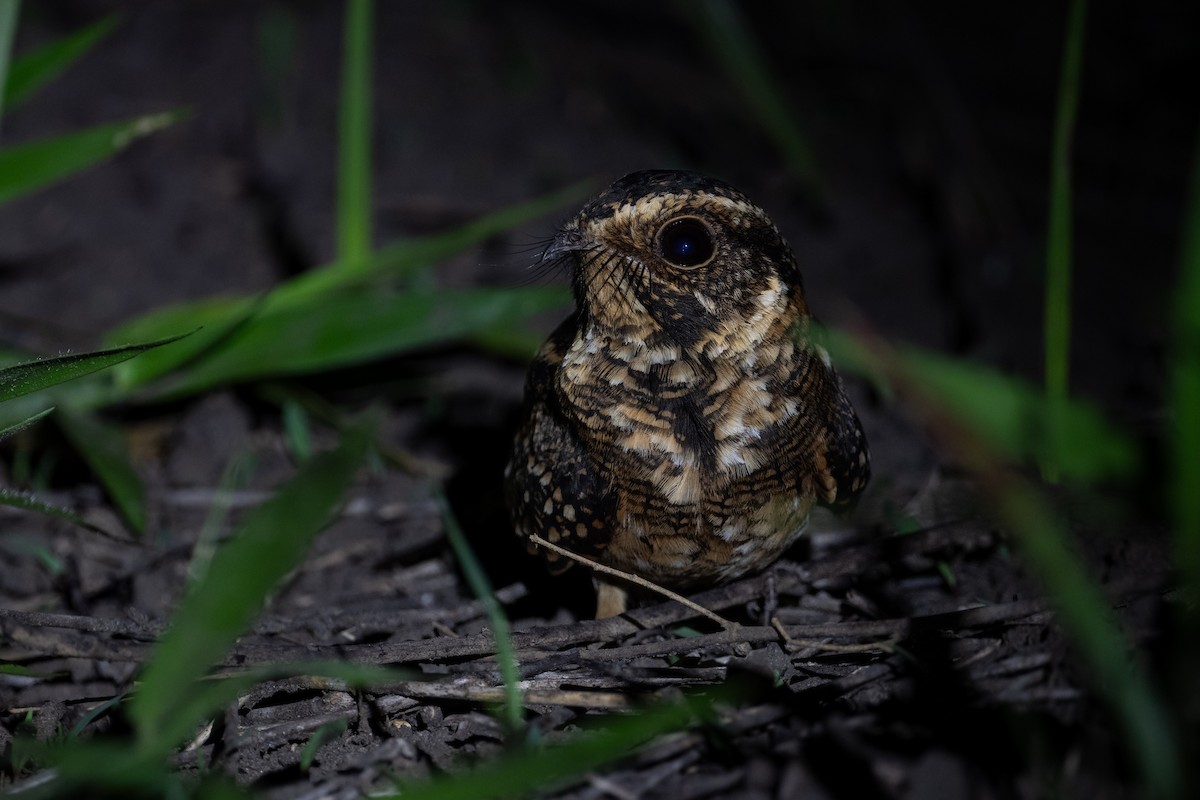 Spot-tailed Nightjar - ML631070799