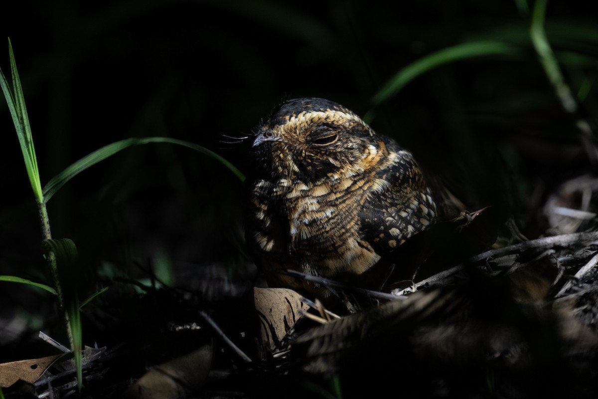 Spot-tailed Nightjar - ML631070800
