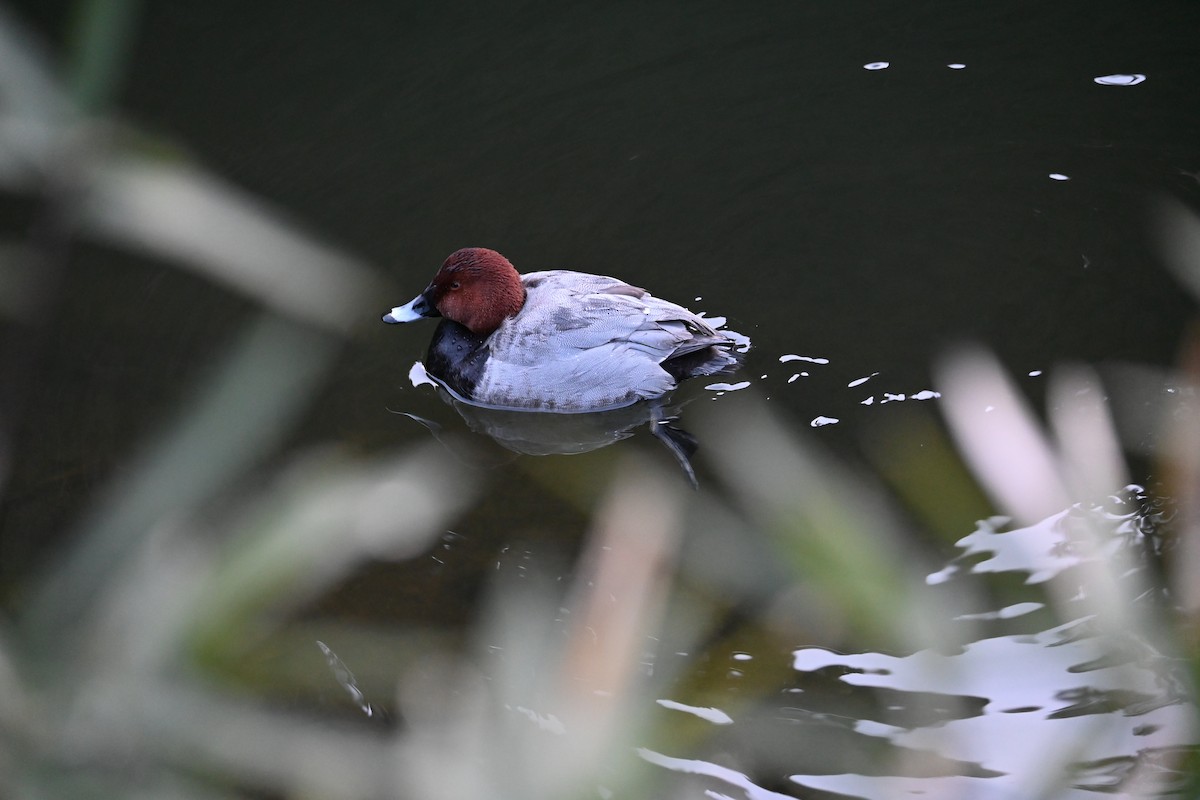 Common Pochard - ML631070815